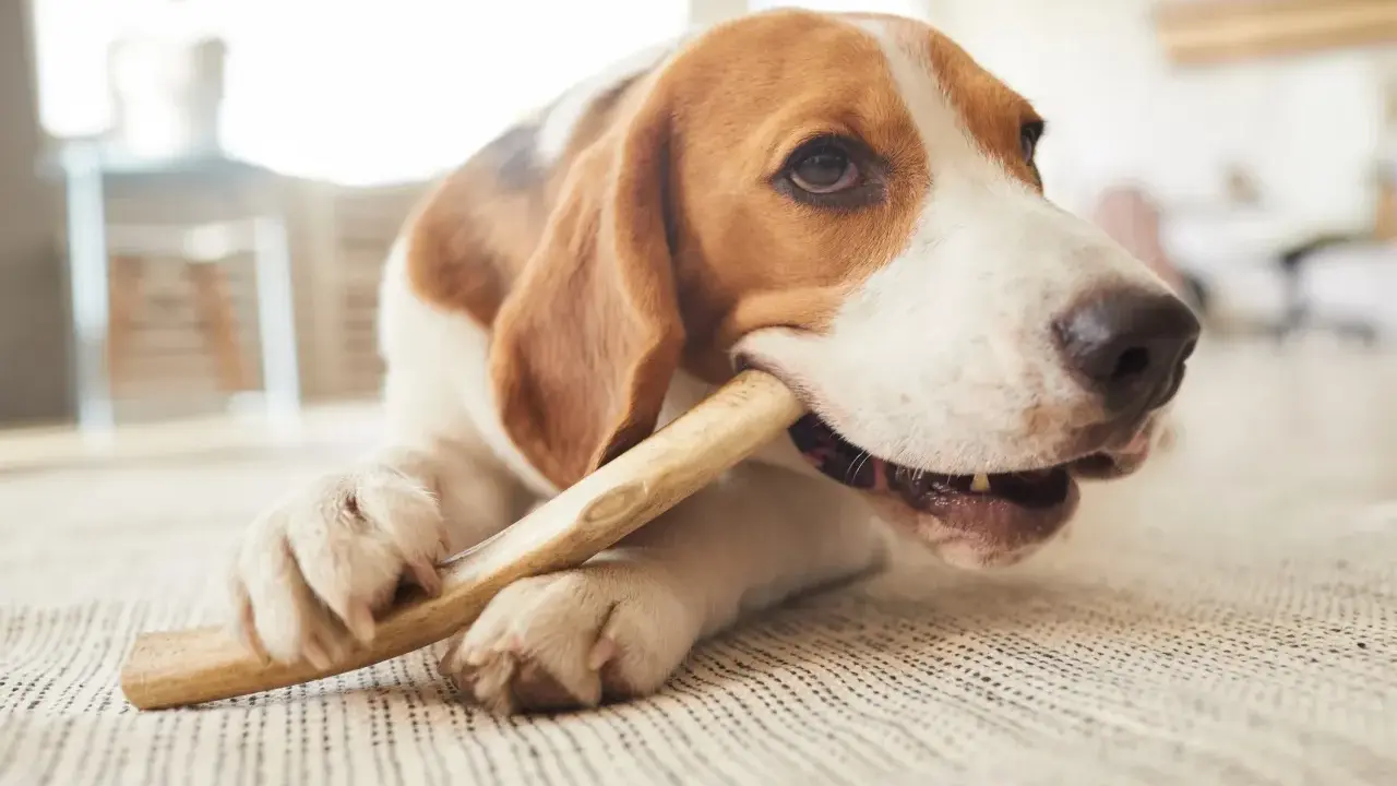 En beagle tuggar på ett ben, en bra aktivitet för att förebygga tandsten hos hundar.