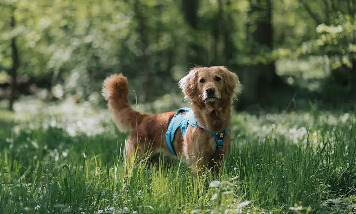 En vacker golden retriever med blå sele står i en grönskande skog. Hundens vänliga blick och mjuka päls visar typiska golden retriever egenskaper.