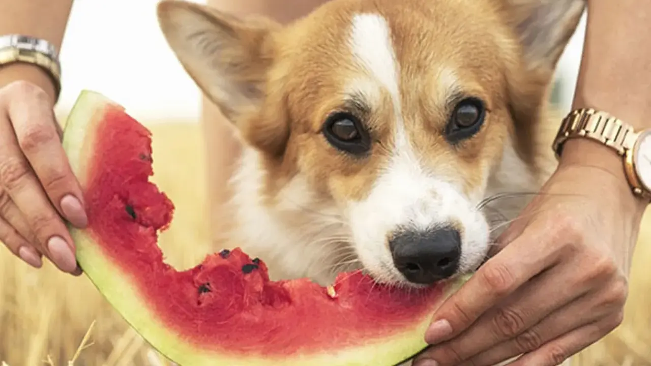 En söt corgi njuter av en saftig bit vattenmelon, hållna av två händer. En härlig vattenmelon hund-stund i solen.