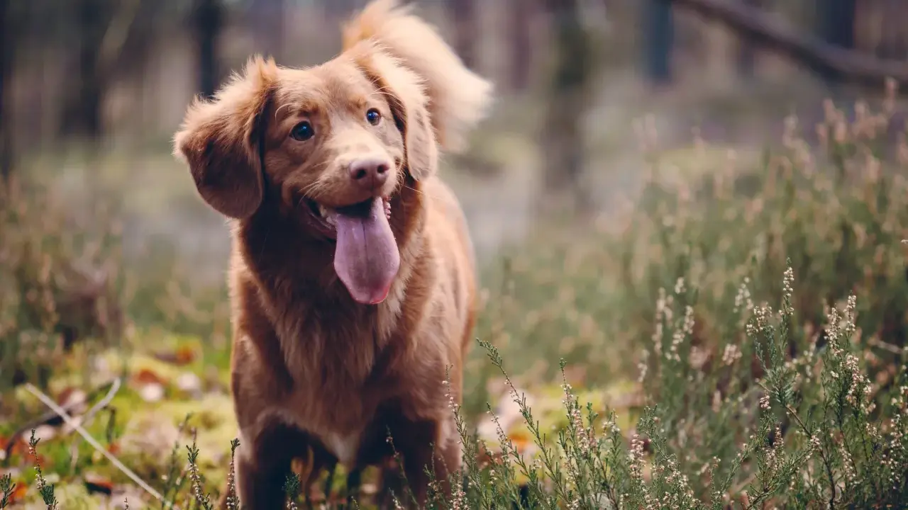 En glad tollare med tungan ute står i skogen bland ljung. En riktig fodax-hund redo för äventyr.