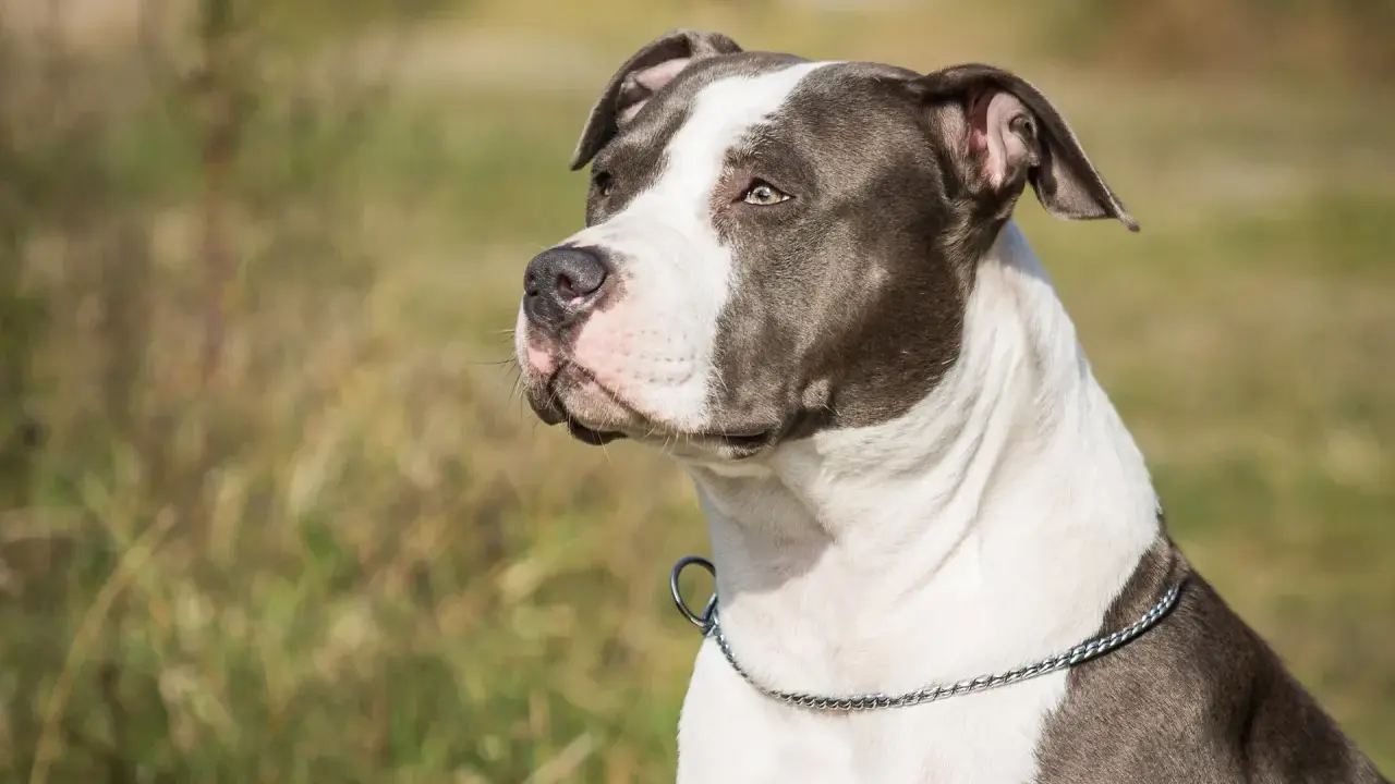 En ståtlig amstaff med ett silverfärgat halsband blickar ut över ett fält.