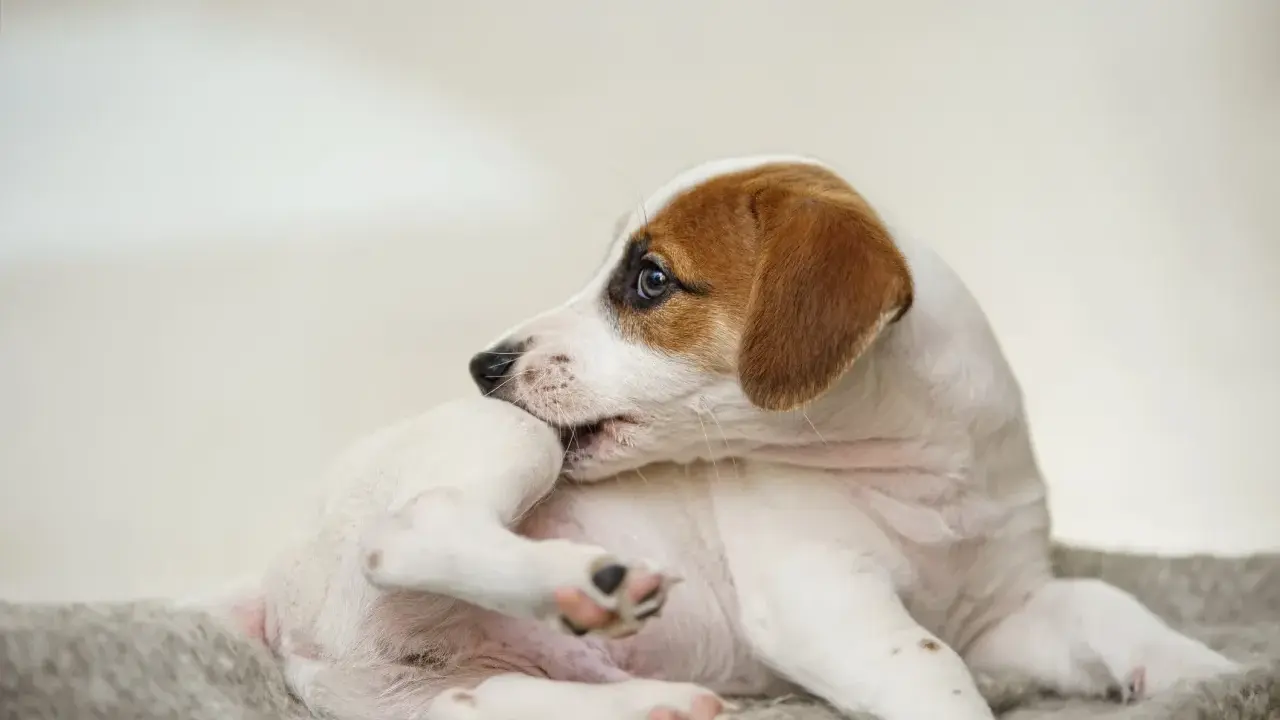 En söt Jack Russell-valp som kliar sig, kanske på grund av loppor. Hunden ligger på en mjuk filt.