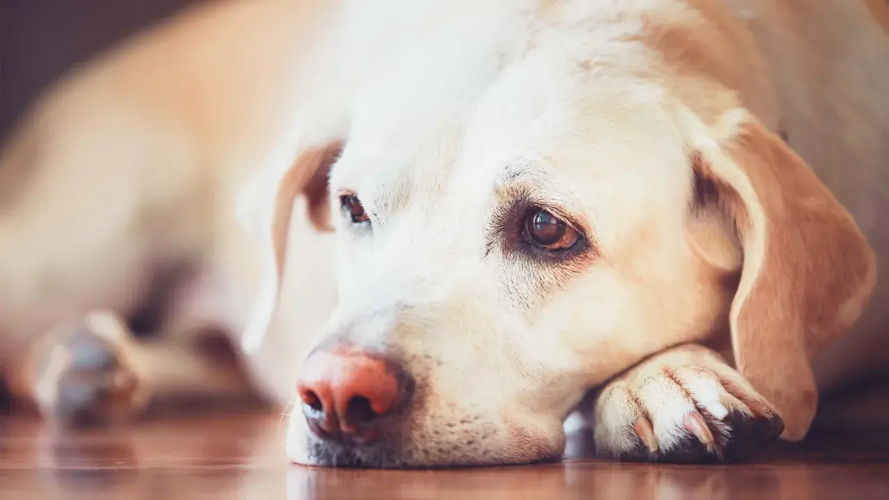 En trött hund med leishmania vilar huvudet på tassen.
