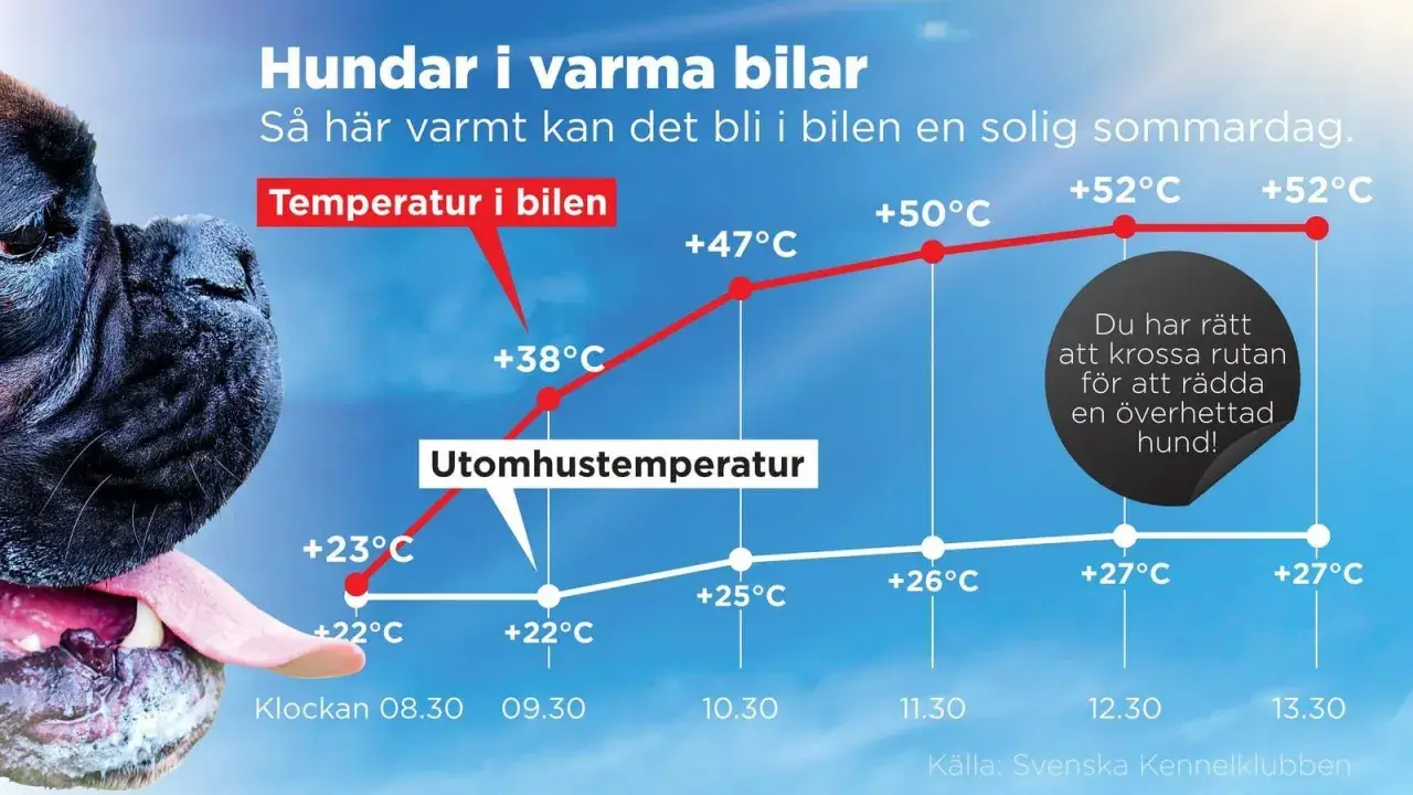 En hund flämtar i värmen. Grafen visar hur snabbt temperaturen stiger i en bil en sommardag, farligt varmt för en normaltemp hund.