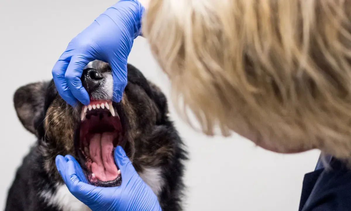 En veterinär undersöker en hunds mun. Hunden verkar ha dålig andedräkt, hund luktar illa i munnen.