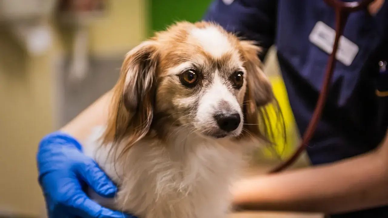 En veterinär undersöker en hund som verkar vara magsjuk. Hunden har en orolig blick och hålls varsamt av veterinären.