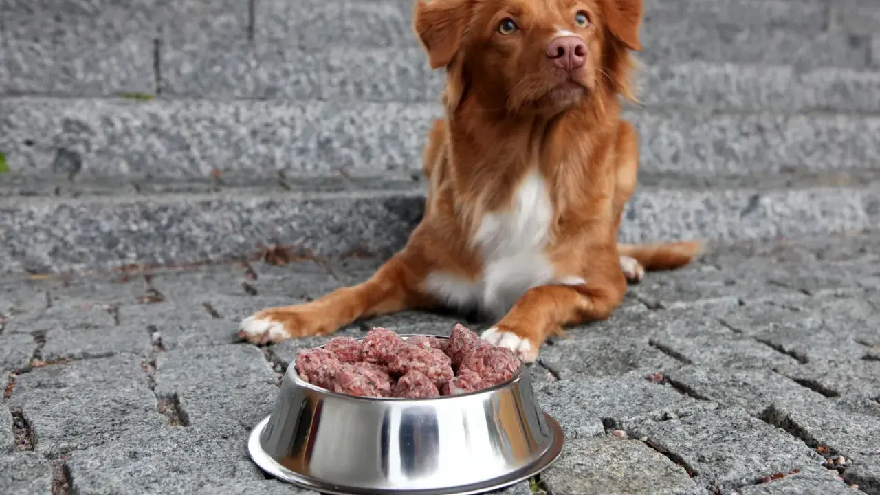 Brun hund med vit bringa sitter framför en skål med mushbarf på stenlagd mark.
