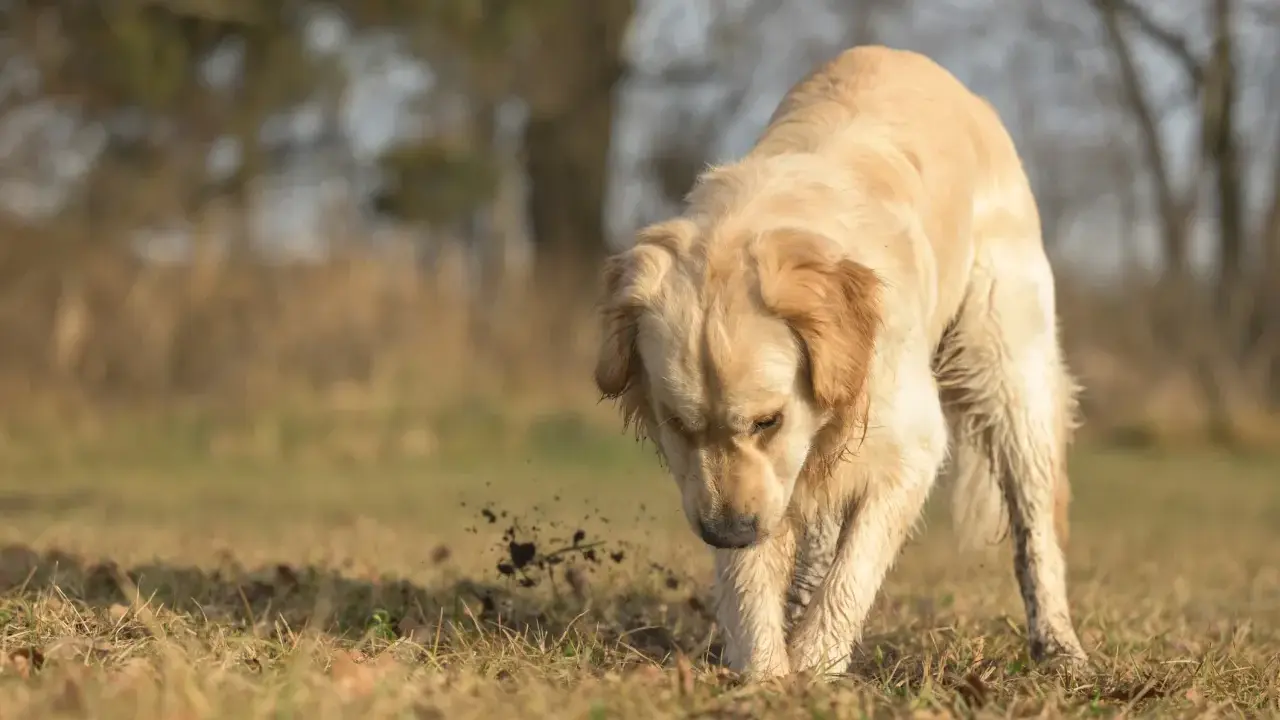 Golden retriever gräver i jorden, kanske letar efter något spännande. Bilder på mask hos hund kan vara svåra att hitta, men här ser vi en hund som aktivt undersöker marken.