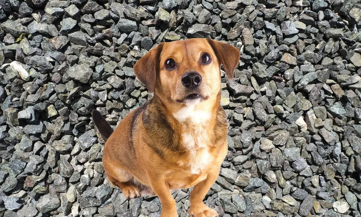 En söt liten pica hund sitter på grus.