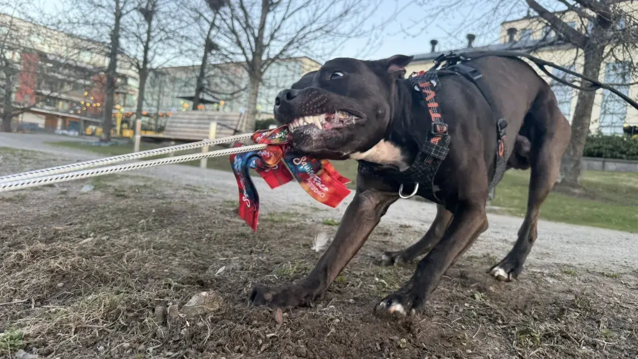 En glad hund kämpar med sin kampleksak i en park i Sverige.