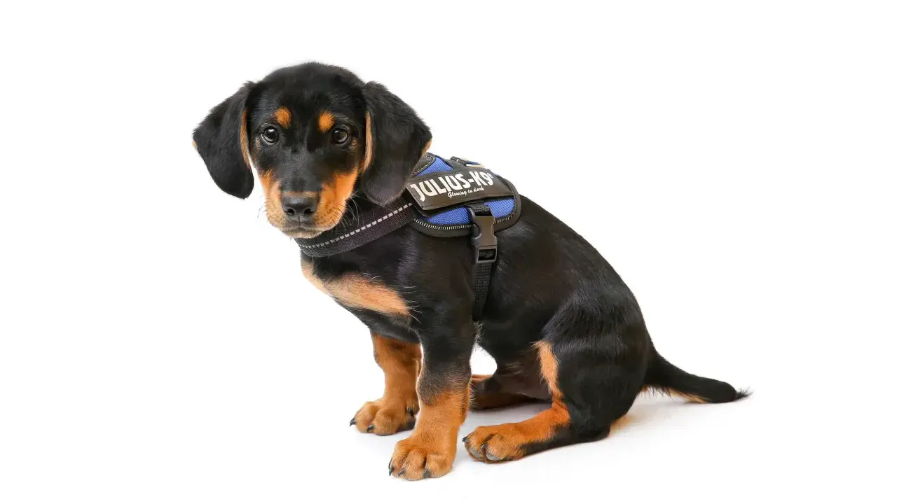 Söt valp med k9 koppel sitter på vit bakgrund.