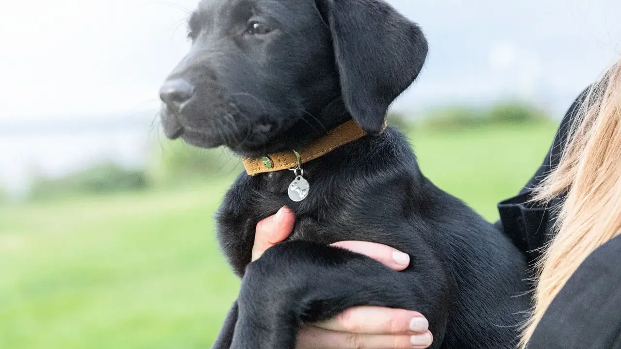 Svart labradorvalp med ett brunt koppel och en silverfärgad bricka.