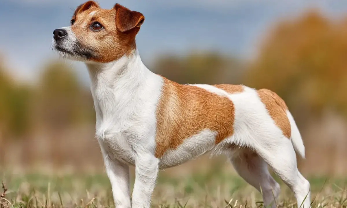 En alert jack russell står i gräset, med blicken fäst mot horisonten.
