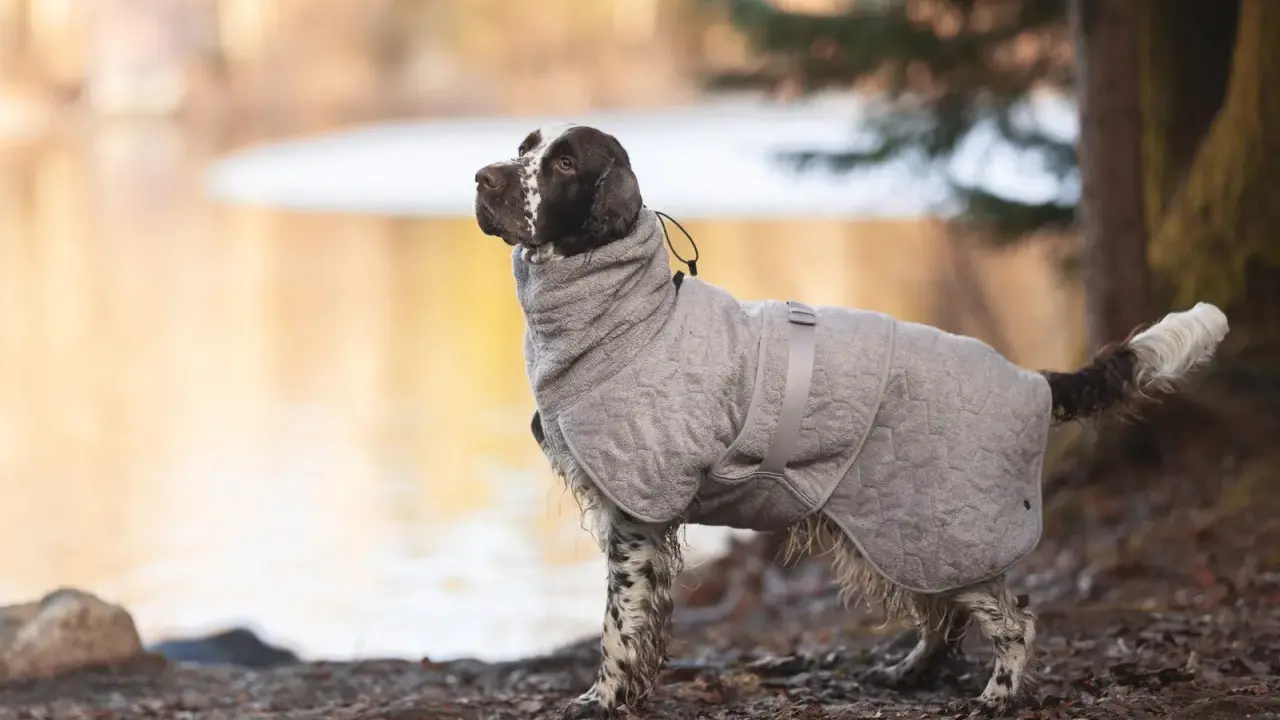 En brun-vit hund i en grå grisknorr-täcke står vid en sjö.