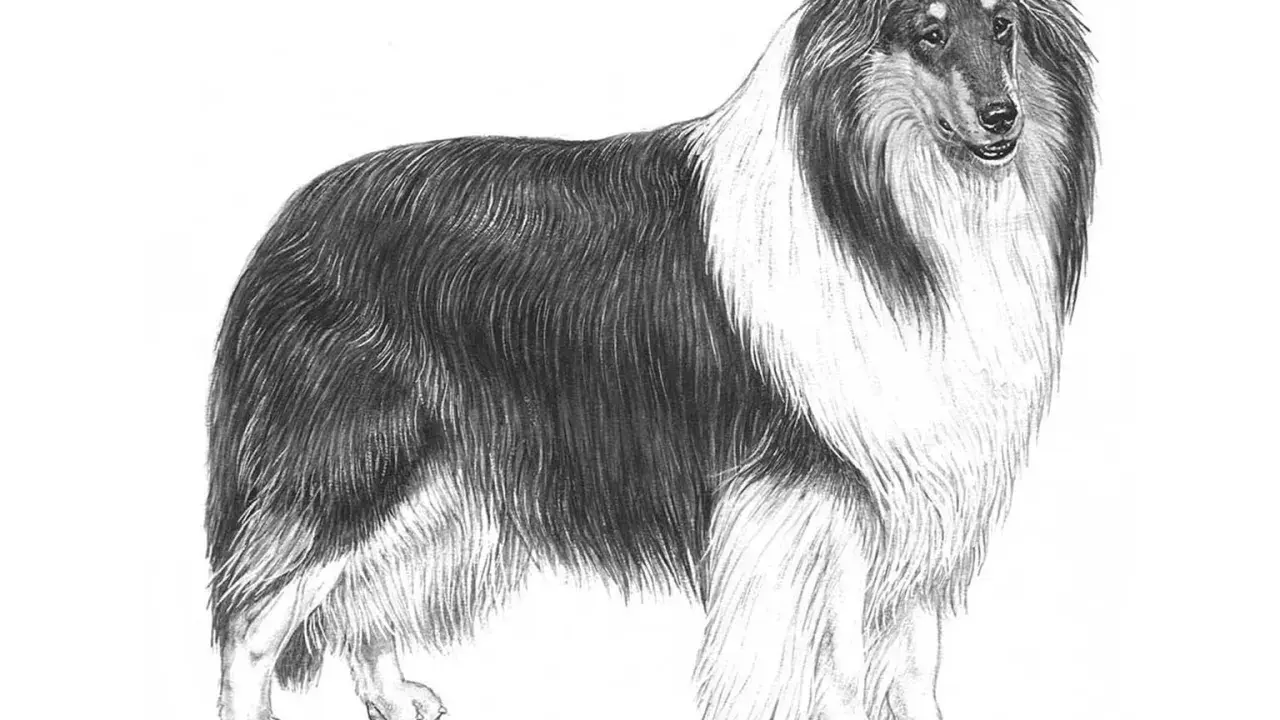 En vacker teckning av en ståtlig collie långhårig med sin imponerande päls.