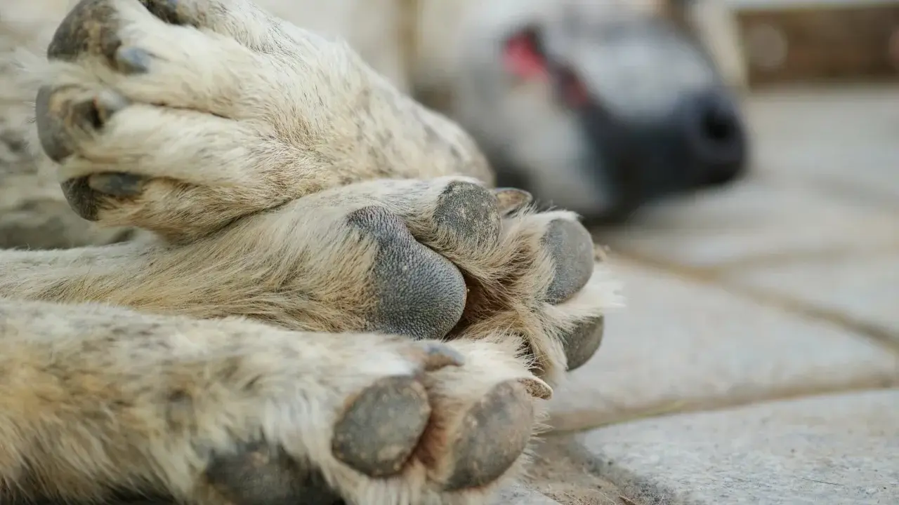 En hunds tassar vilar på stenplattor. En av tassarna är i fokus, med tydliga trampdynor och klor. I bakgrunden syns hundens huvud, med nos och öga. Kanske är det en miller klotång som har fått sig en välförtjänt vila.