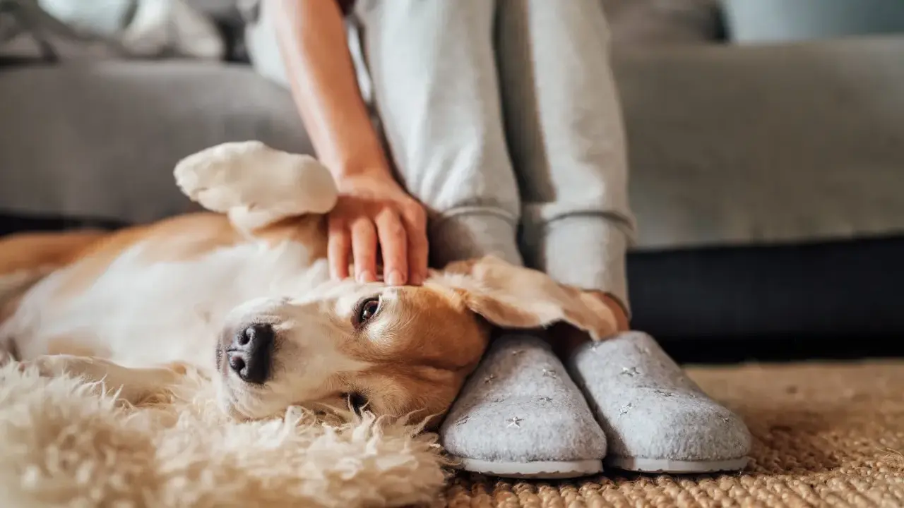 En hund med kennelhosta vilar på en matta medan en person klappar den.