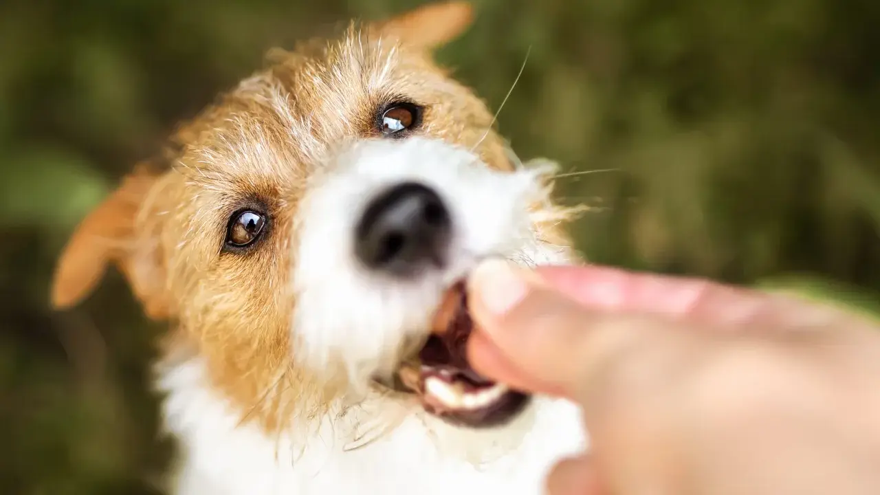 En söt lakrits hund får en godbit från en hand.
