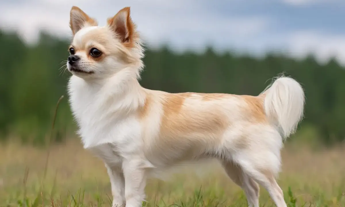 En långhårig chihuahua med ljus päls står i gräs. Dess chihuahua psyke lyser igenom i dess alerta blick.