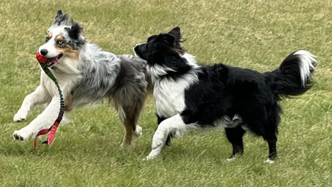 Två border collies leker glatt i gräset, en med en röd boll i munnen. Deras lekfulla energi visar verkligen border collie temperament.