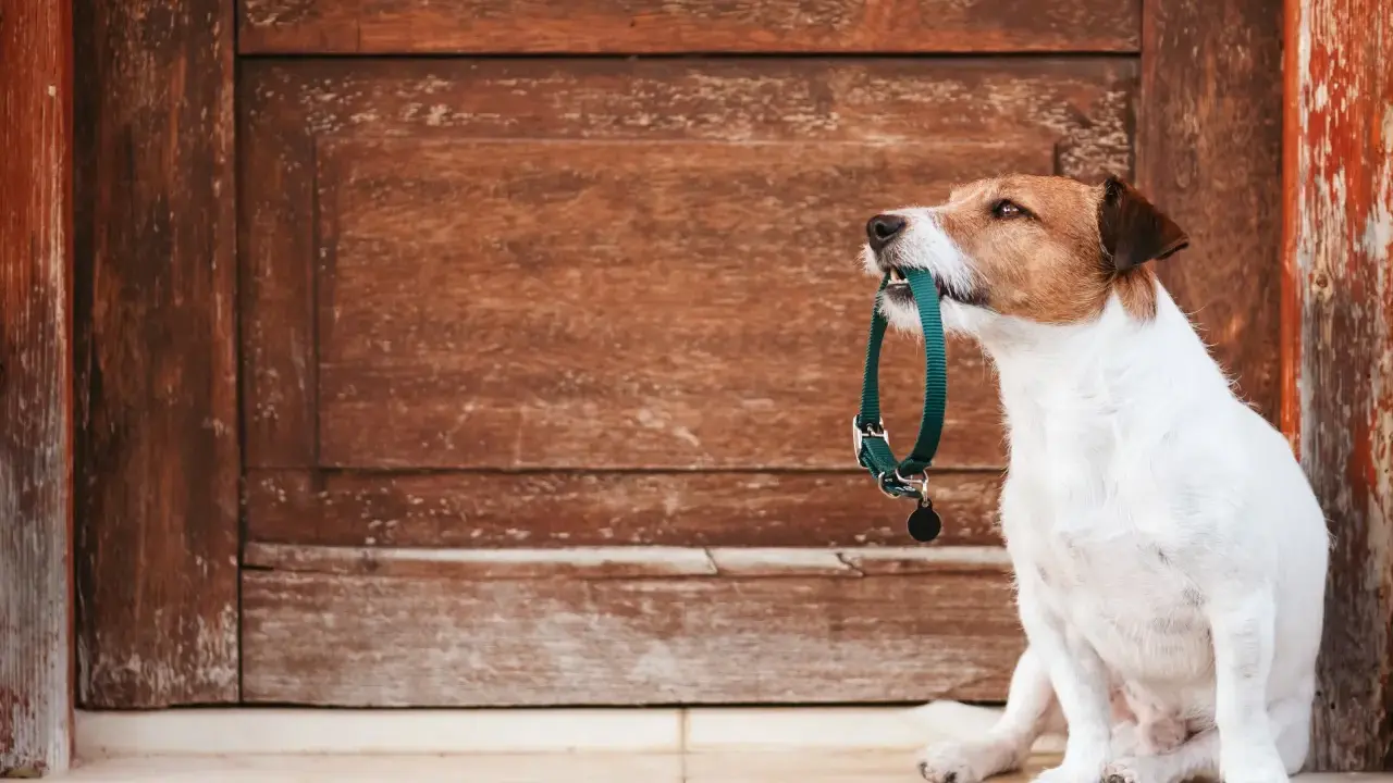 En terrier sitter framför en sliten trädörr och håller ett grönt halsband i munnen, redo för en promenad.