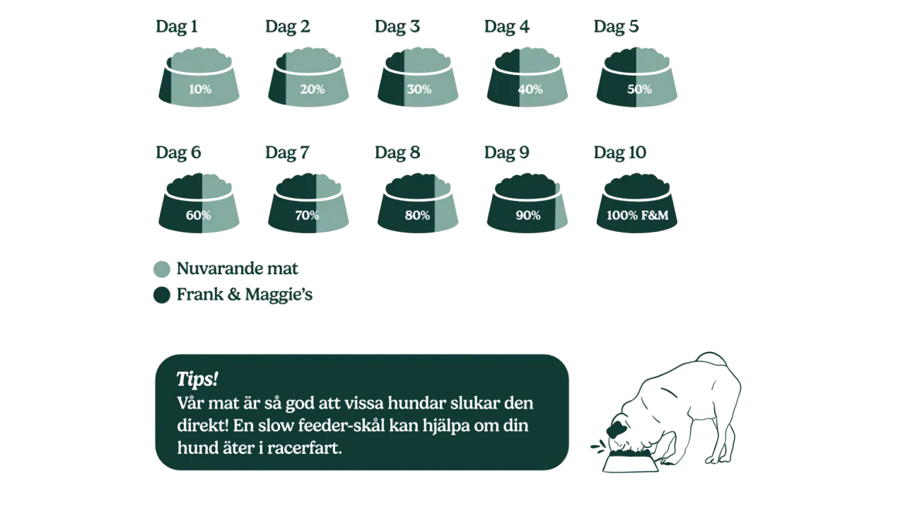 Stegvis guide för att byta foder hund, från 10% nytt foder dag 1 till 100% dag 10. En hund äter ur en matskål.