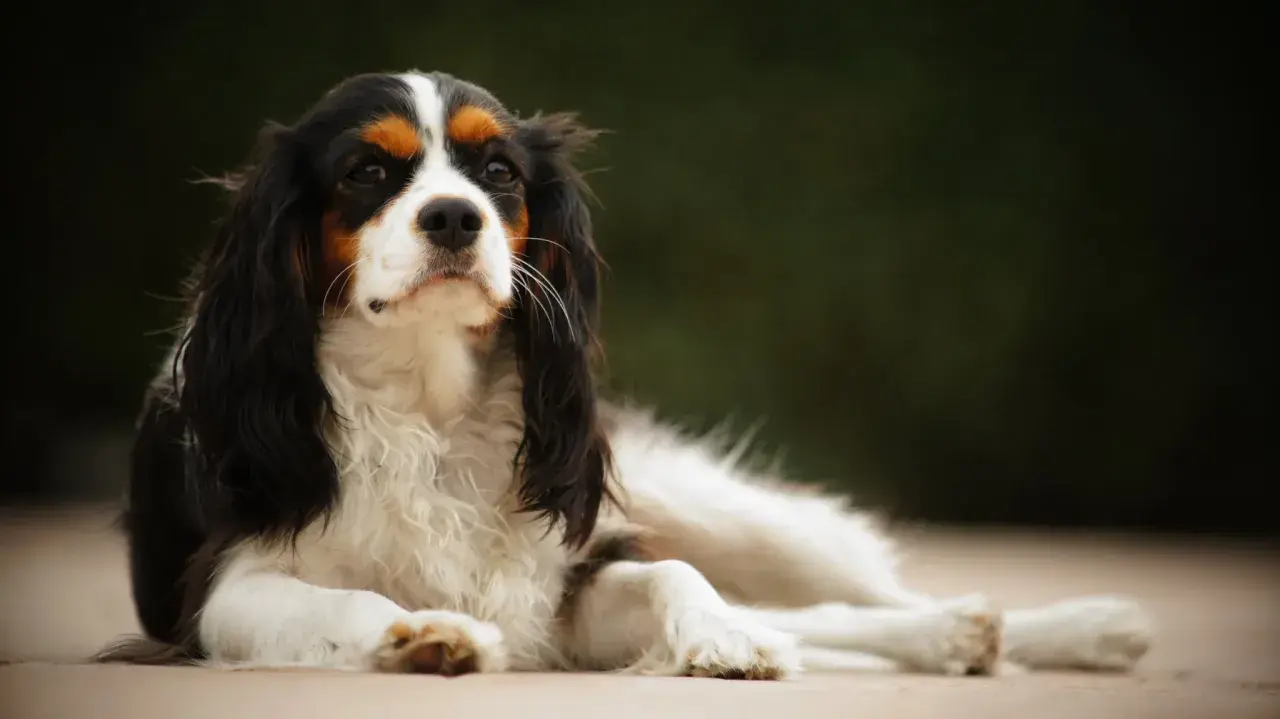 En Cavalier King Charles Spaniel vilar utomhus. Rasen är känd för vissa cavalier king charles spaniel sjukdomar, men denna hund ser frisk ut.