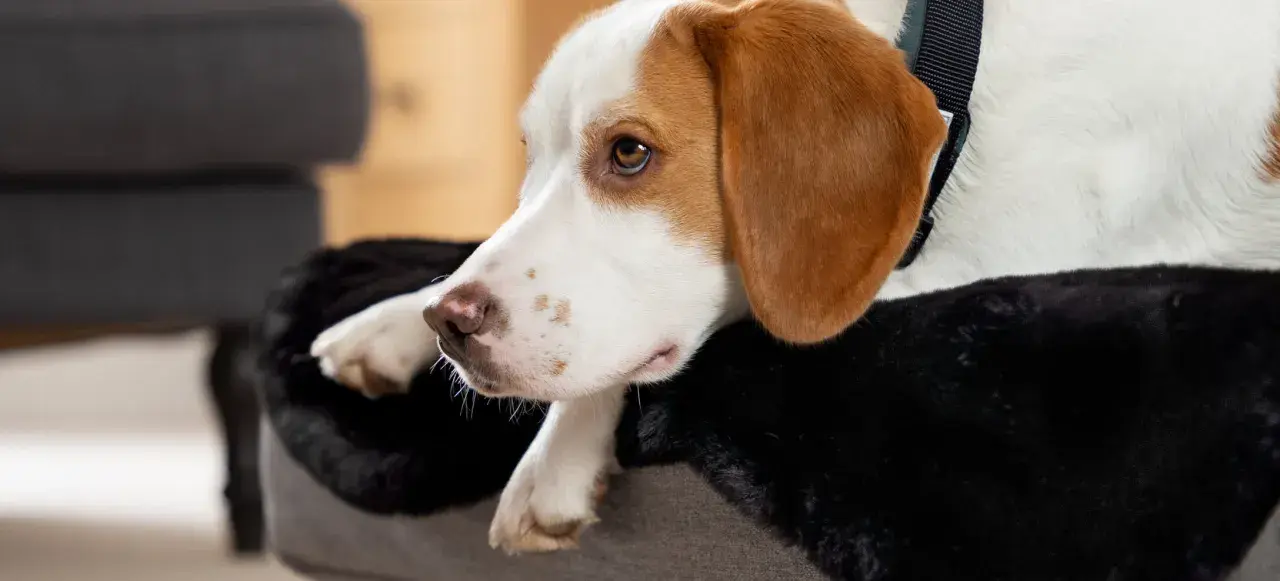 En tjock hund vilar på sin mjuka bädd, med en trött blick.