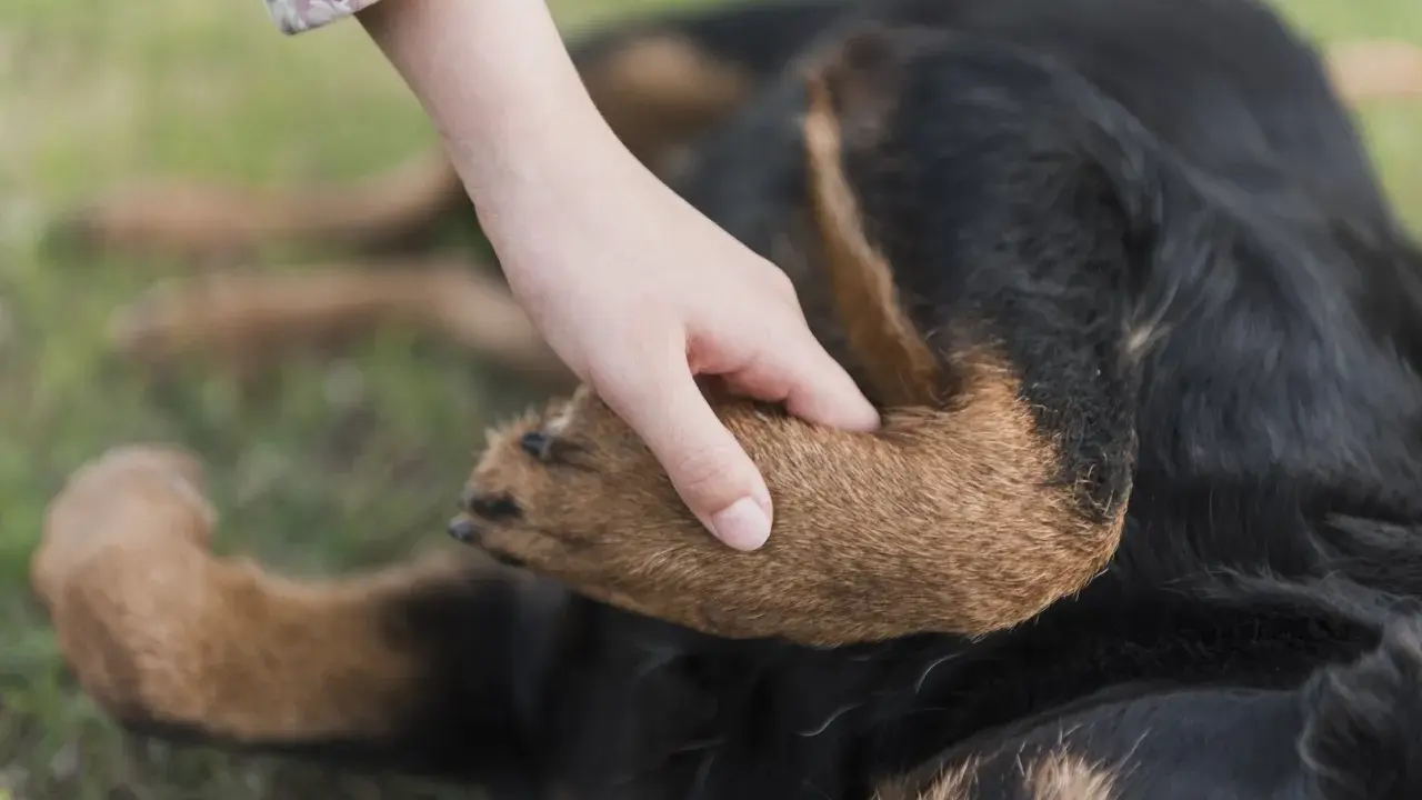 En hand vilar på en hunds tass. Hunden, en rottweiler, ligger på gräset.