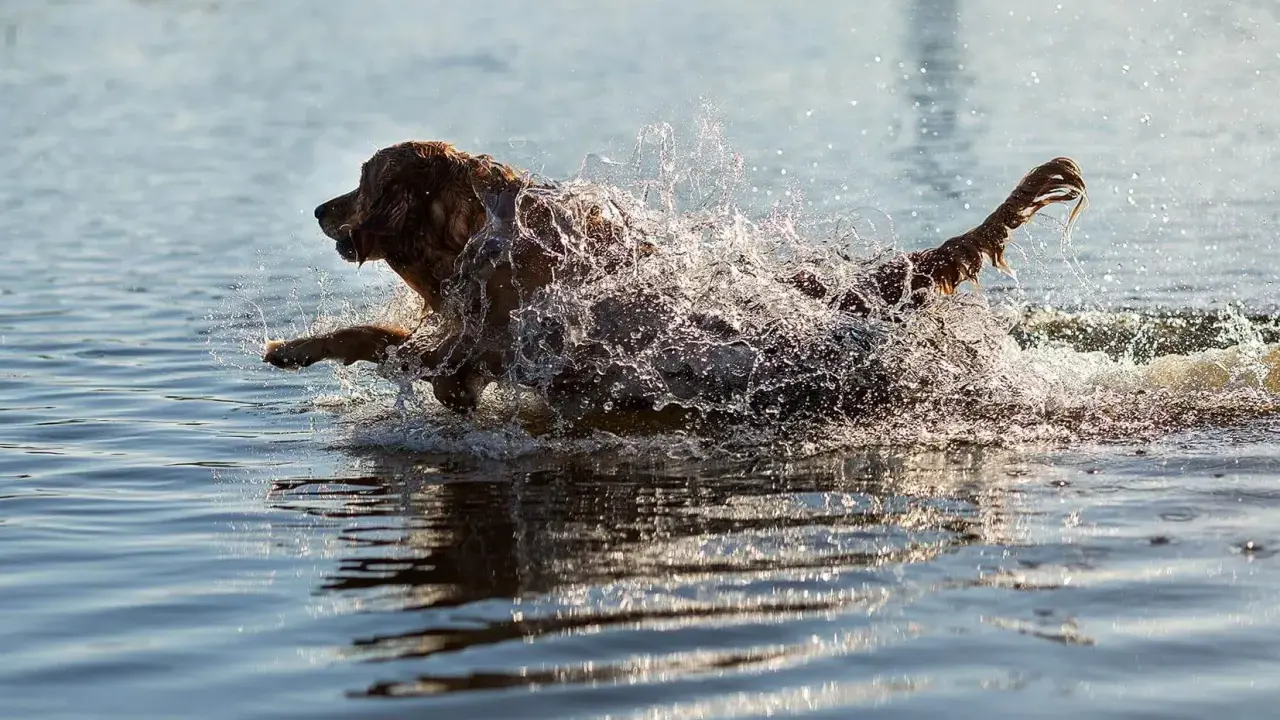 En brun hund plaskar genom vattnet, dess päls blöt och stänkande. En bild av ren glädje och ett **standardt immun** system i full aktion.