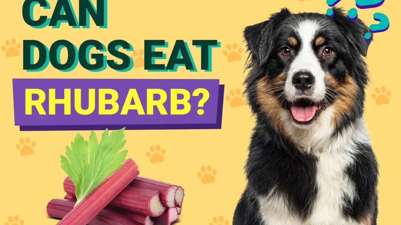 En hund undrar om rabarber är säkert att äta.