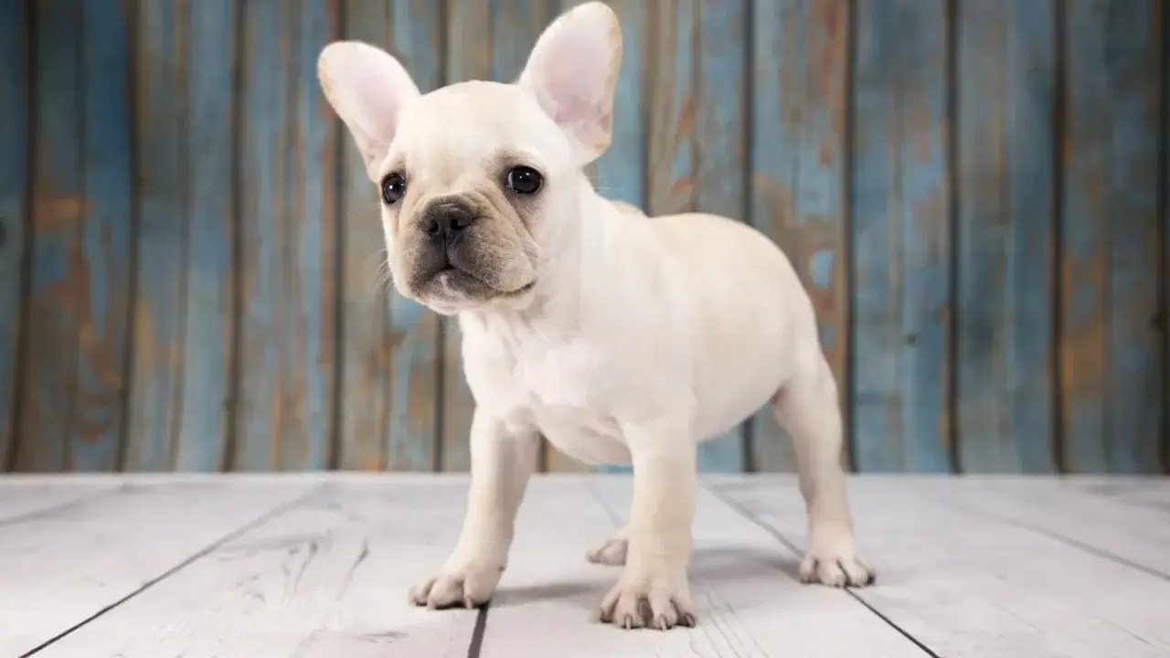 En söt fransk bulldoggvalp med stora öron står på ett trägolv. Dess lekfulla fransk bulldogg temperament lyser igenom.
