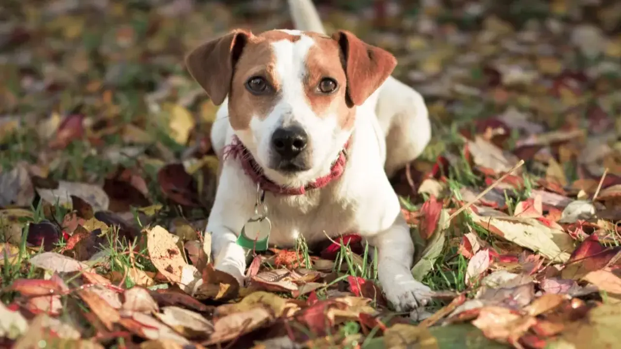 En dansk-svensk gårdshund ligger i höstlöv. Inga problem här, bara en söt hund som njuter av hösten.