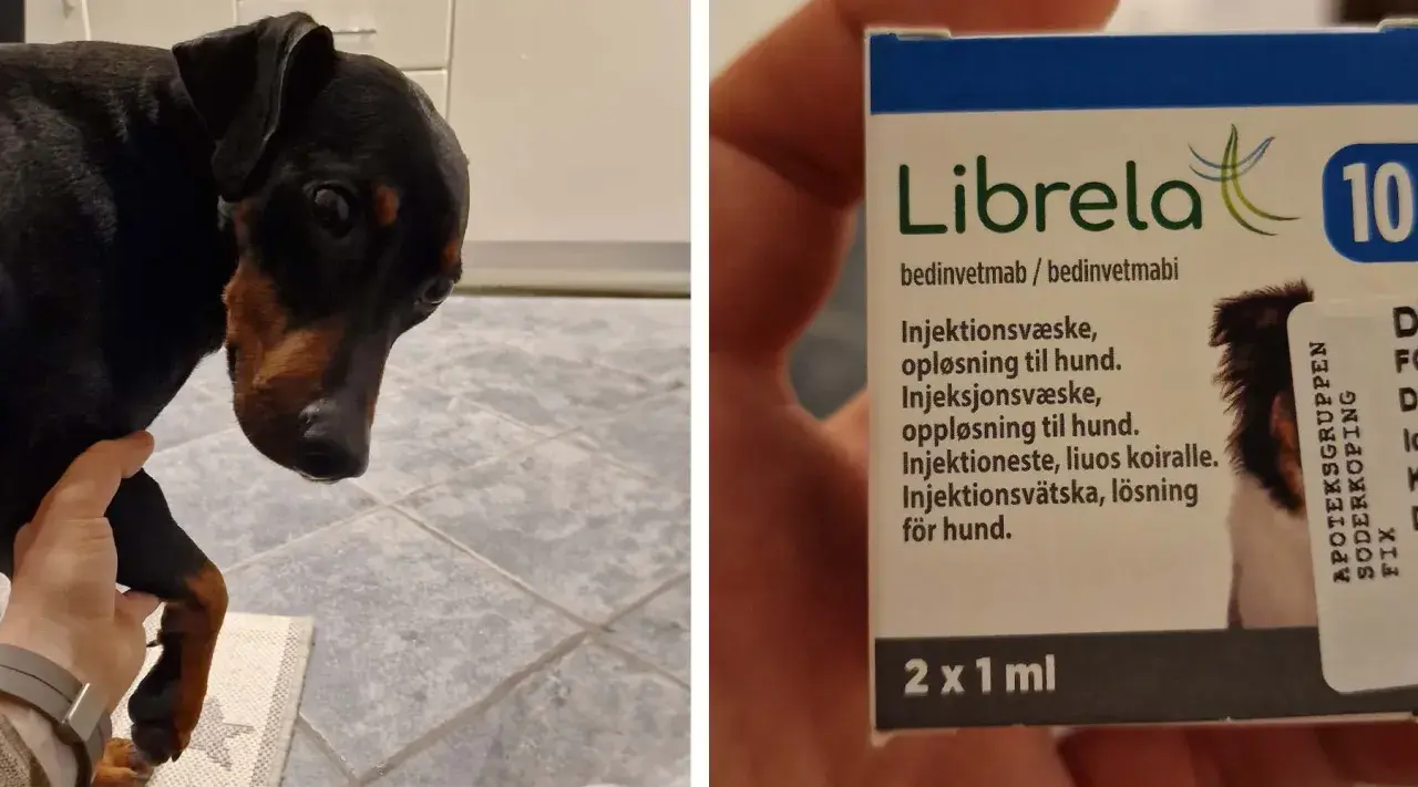 En liten hund med mörkt päls och brun nos. Bredvid syns en förpackning med Librela, en injektion mot artros hos hund.