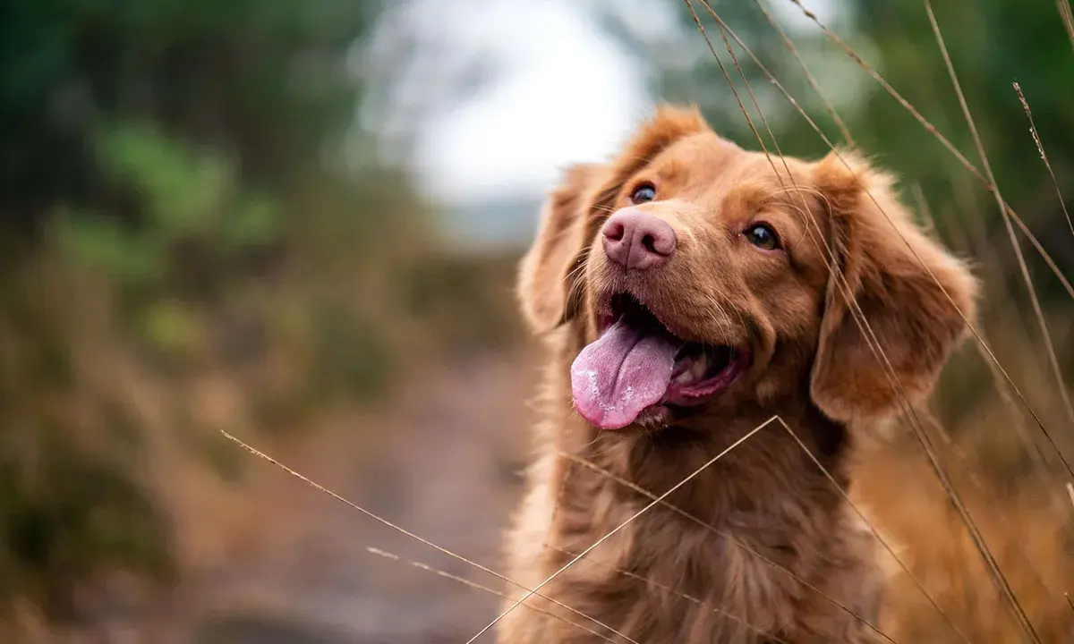 En brun hund med tungan ute, som andas snabbt, tittar uppåt i en grön och brun miljö.