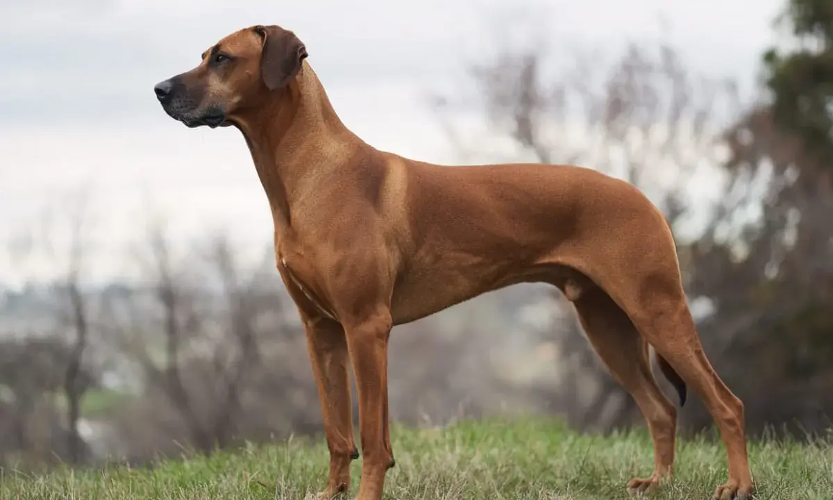 En ståtlig rhodesian ridgeback står på en grönskande kulle, redo för äventyr.