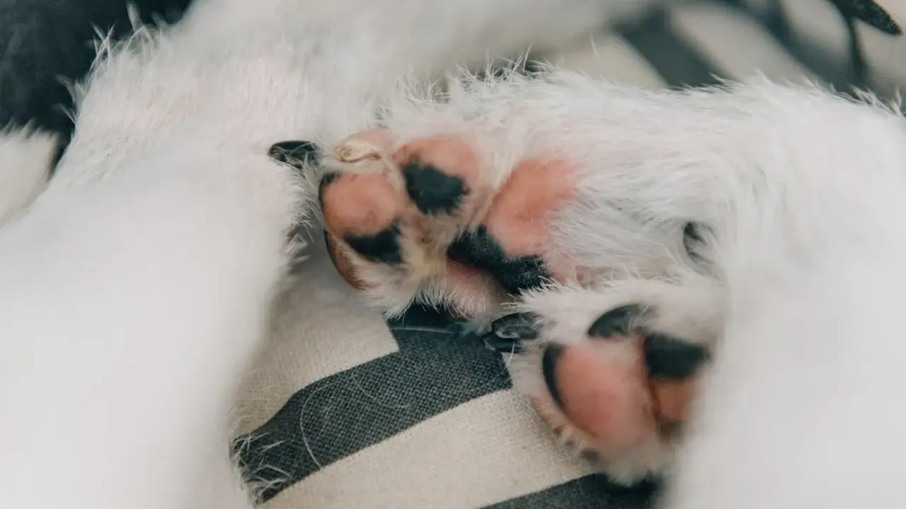 Mjuka, rosa trampdynor med svarta fläckar på en randig kudde. En liten hunds tassar, som om de vore insmorda med standardt kalksalva för extra mjukhet.