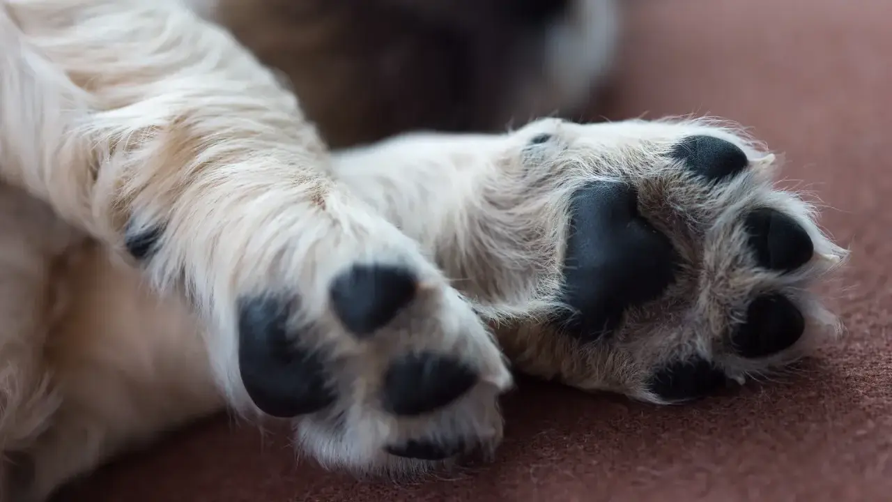 En söt valp vilar sina tassar. En av dem verkar lite öm, kanske en hund haltar.