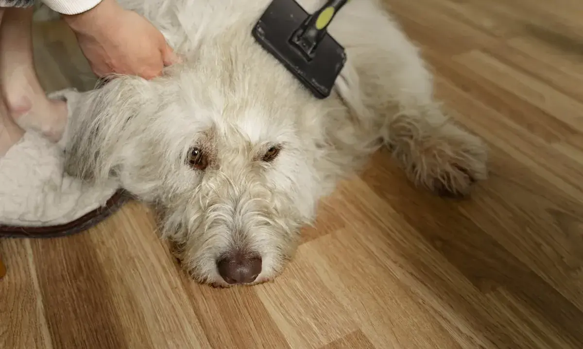 En person borstar en vit hund för att ta bort underull. Hunden ligger på ett trägolv.
