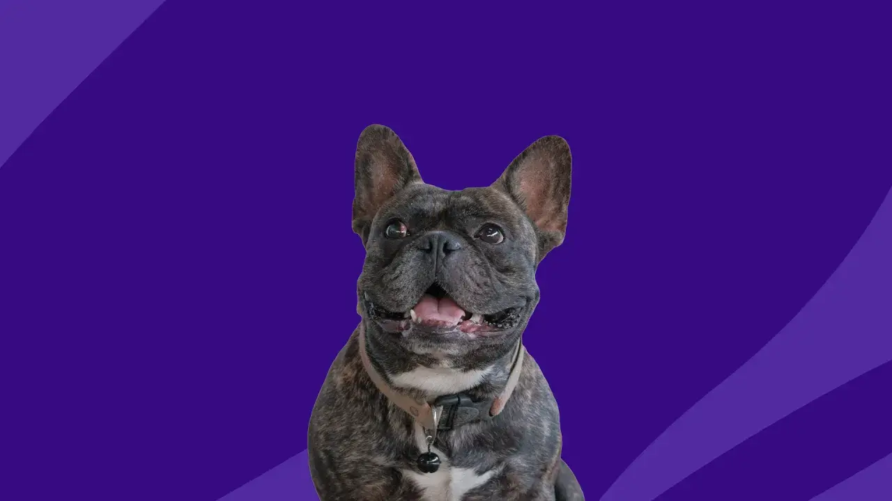 Glad fransk bulldogg med standard mage, med en krage och en liten bjällra, mot en lila bakgrund.