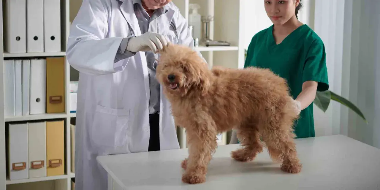Veterinär undersöker en hund med misstänkt trakealkollaps. Hunden är brun och fluffig, står på ett undersökningsbord.