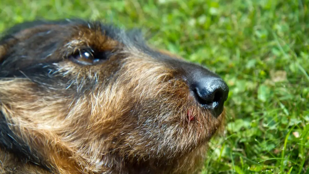 En hund med ett litet sår på nosen, kanske efter ett ormbett. Hunden ligger i gräset.