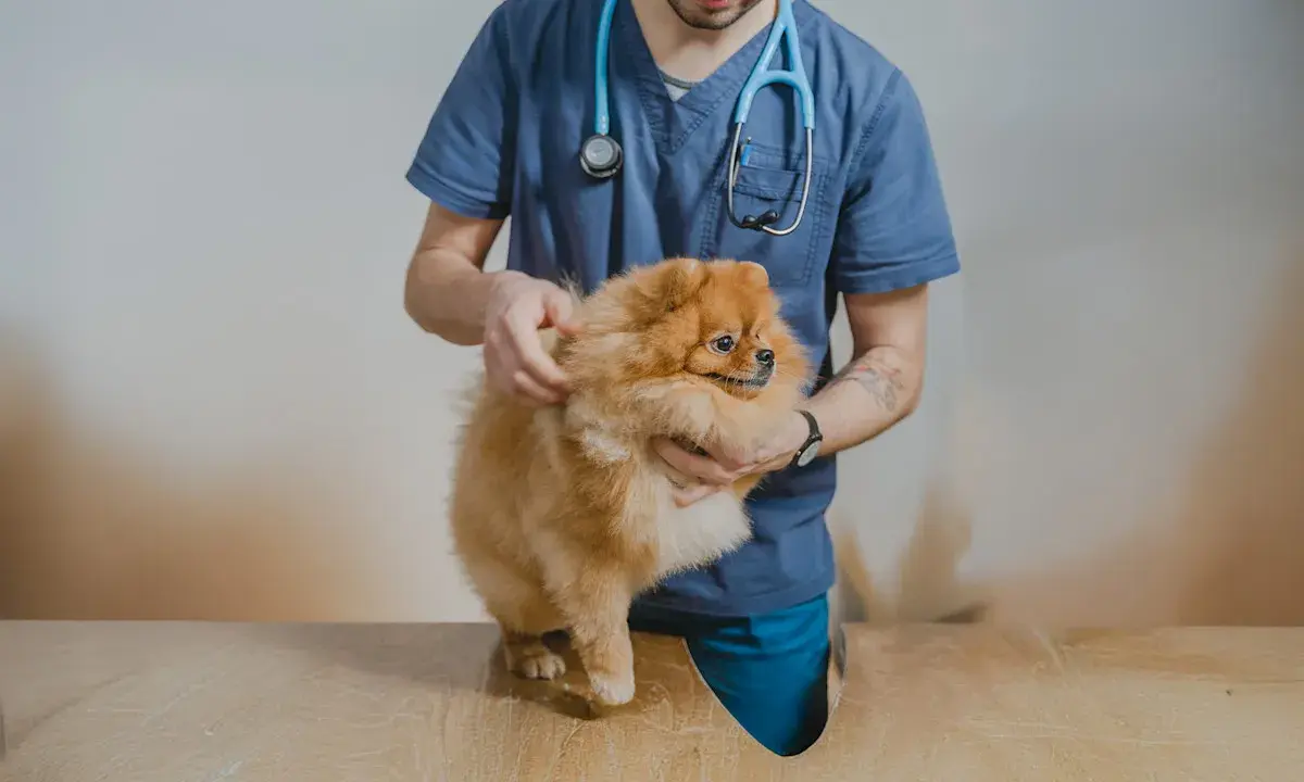 Veterinär undersöker en fluffig Pomeranian. Hunden kan ha problem med urinsten.