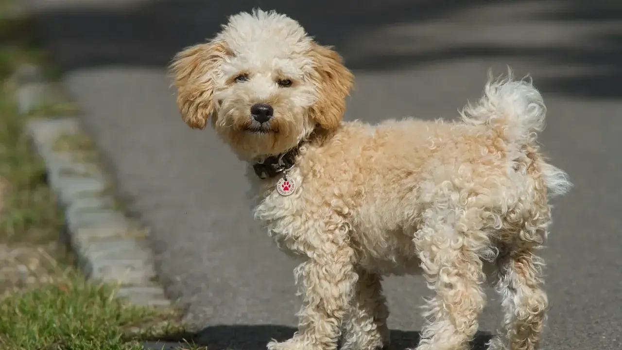 En söt cavapoo med lockig päls står på en asfalterad stig. Dess cavapoo storlek är perfekt för en lekfull följeslagare.