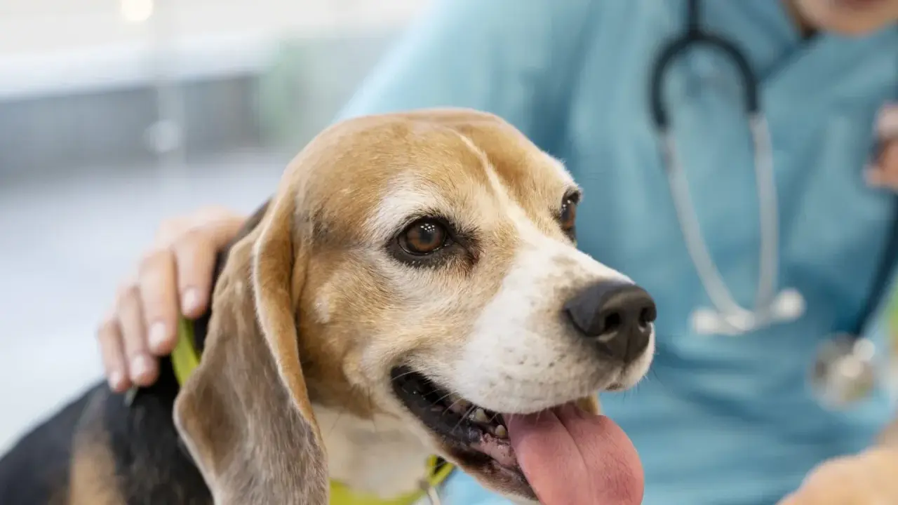 En beagle med kolit hund får tröst av en veterinär.