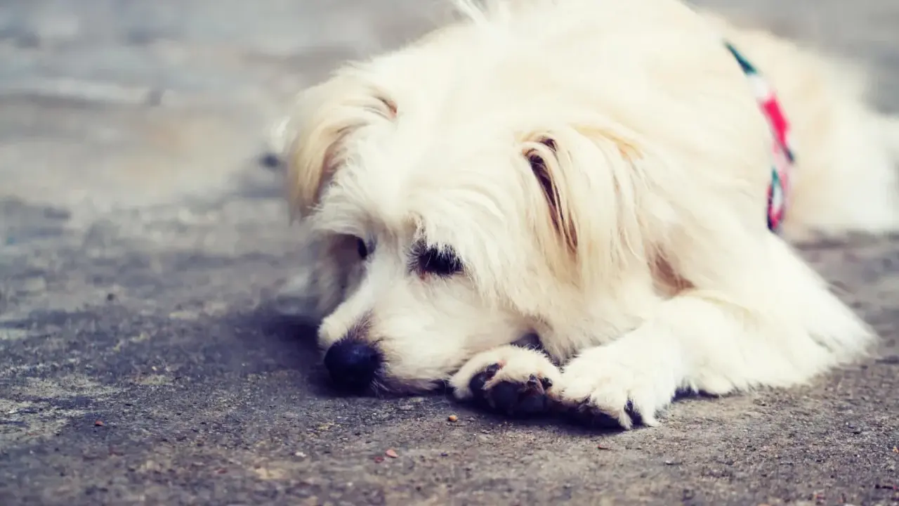 En fluffig, vit hund med en färgglad halsduk ligger uttråkad på marken.