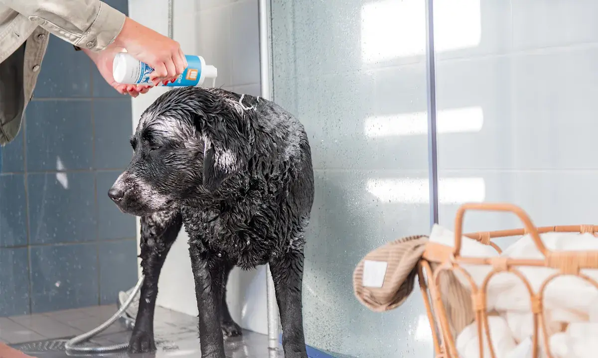 En person häller vanligt schampo till hund över en blöt, svart labrador i en dusch.