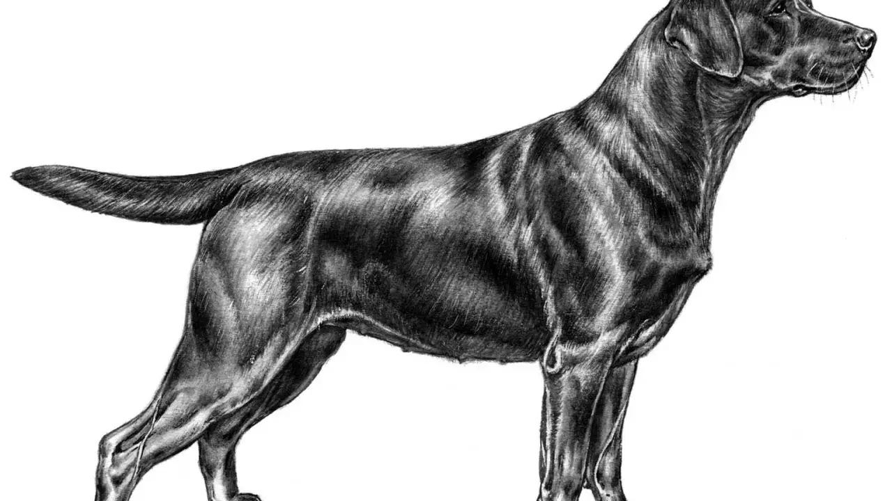 Svart labrador i profil, tecknad med detaljerad päls och muskulatur. En vacker illustration som visar en sund labrador vikt.