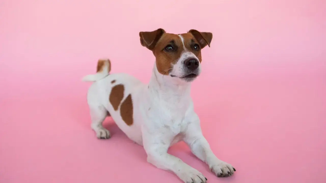 En söt Jack Russell terrier ligger på en rosa bakgrund. Kanske är den lite orolig för att den har ett jack russell problem?