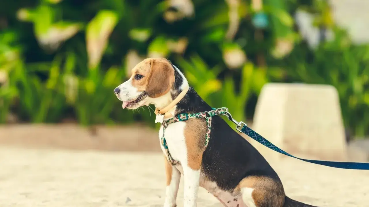 En beagle sitter på sanden med ett färgglatt hundkoppel på 3 meter.